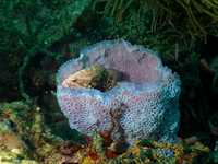 Grouper