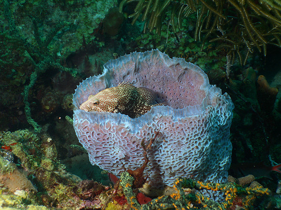 Grouper