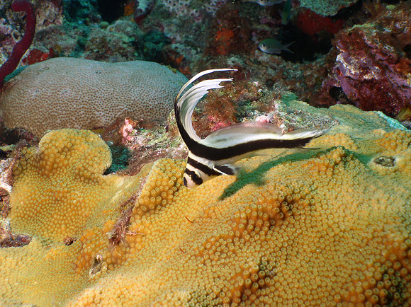 Drum Fish