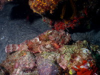 Caribbean Fish