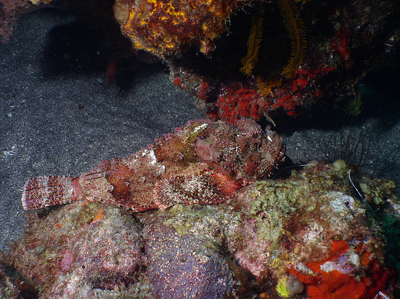 Caribbean Fish