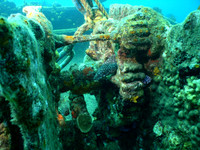Moray Eel