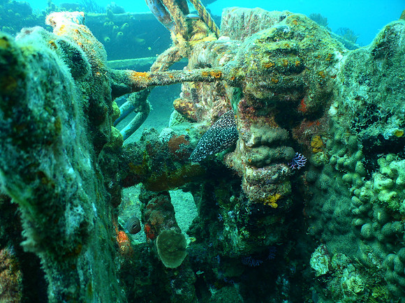 Moray Eel