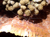Coral Banded Shrimp