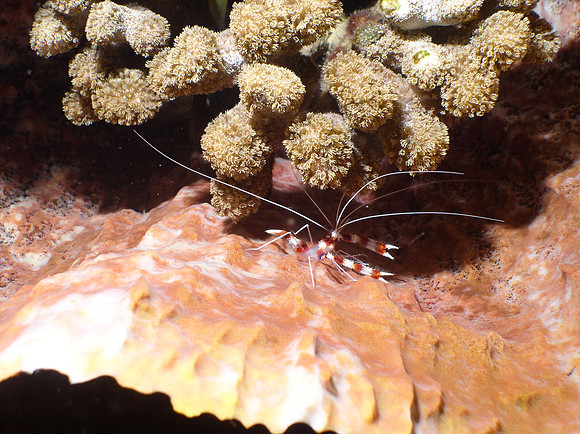 Coral Banded Shrimp