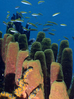 Pipe Sponges