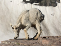 Mountain Goat Kid