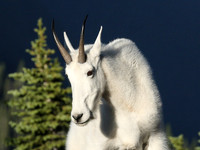 Mountain Goat Portrait
