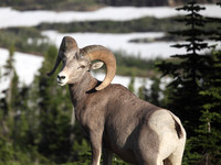BigHorn Sheep
