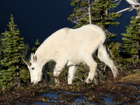 Browsing Mountain Goat