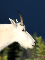 Mountain Goat Profile
