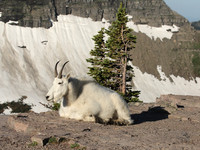 Mountain Goat
