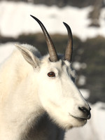 Mountain Goat Portrait