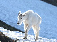 Young Goat