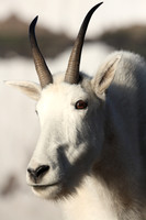 Glacier Mountain Goat
