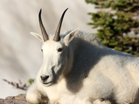 Mt Goat