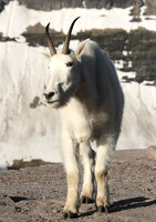 Mountain Goat