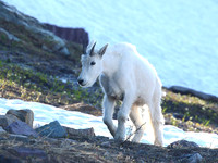 Young Goat at Logan Pass