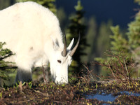 Goat Drinking
