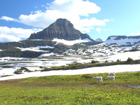 Logan Pass Meadow