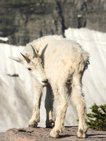 Young Mountain Goat