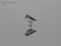 Sand Piper