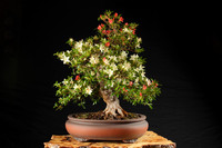 2020 Bonsai Calendar