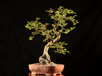 Bonsai Club DVD Project