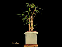 Olympia Bonsai Club