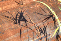 Grasses On Steel Pipe