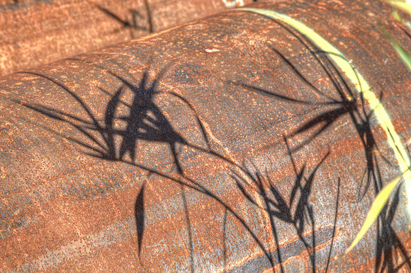 Grasses On Steel Pipe