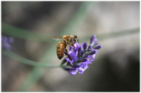 Honeybee