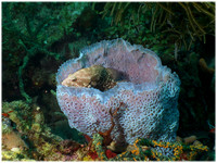 Sea Sofa