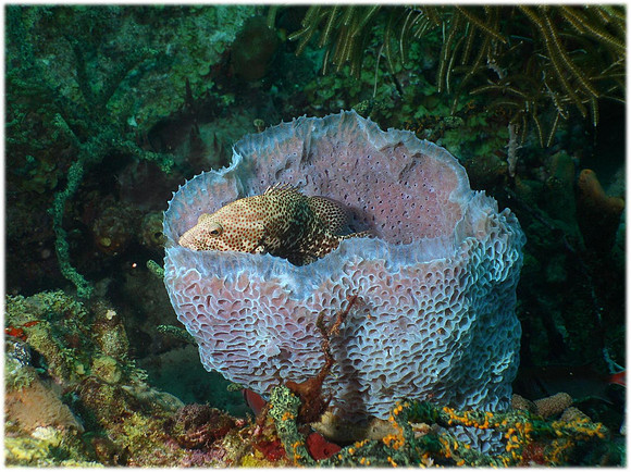 Sea Sofa