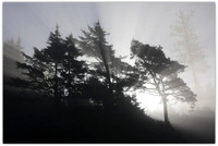 Coast Mist