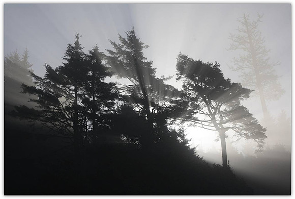 Coast Mist