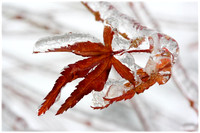 Icy Maple