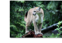 Cougar