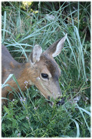 Alava Deer