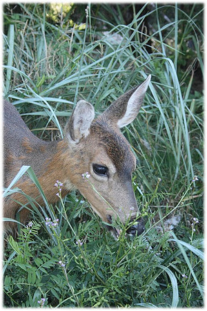 Alava Deer