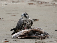 Young Peregrine