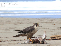 Adult Peregrine Falcon