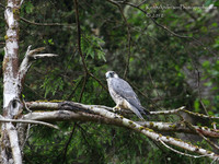 Young Peregrine Falcon
