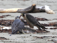 Mother Feeding Young Fledgling