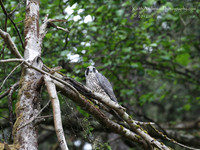 Young Peregrine