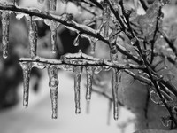 Black & White Icecicles