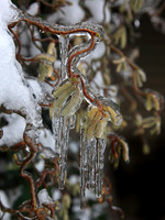 Curly Icecicles