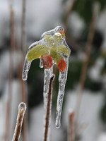 Ice Storm