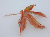 Icy Orange Leaf
