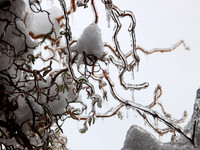 Curly Ice